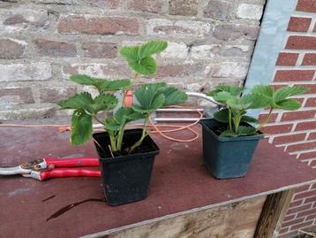 Aardbeien planten  beschikbaar voor biedingen