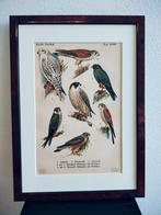 Litho Floericke Valk Giervalk Boomvalk Torenvalk 1922, Ophalen of Verzenden