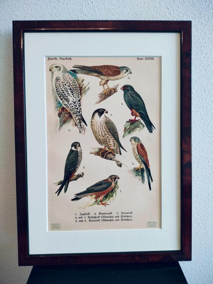 Litho Floericke Valk Giervalk Boomvalk Torenvalk 1922, Antiek en Kunst, Kunst | Litho's en Zeefdrukken, Ophalen of Verzenden
