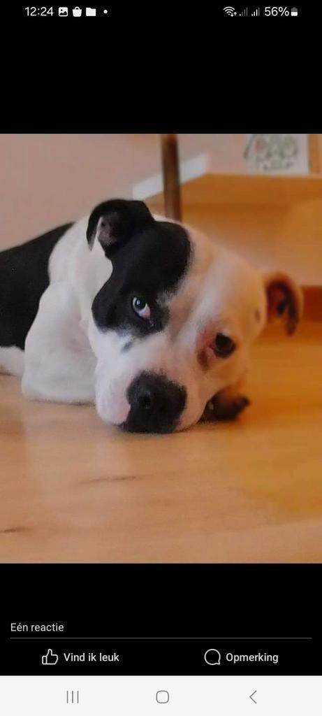 Engelse stafford, Dieren en Toebehoren, Honden | Jack Russells en Terriërs, Reu, Overige rassen, Particulier, Eén hond, Nederland