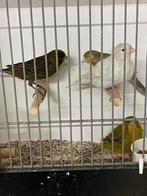 Zoekt u een goed zingende kanarie man?, Mannelijk, Kleurkanarie