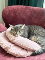 Onze kat Pip is vermist! Wie helpt ons haar terug te vinden!, Dieren en Toebehoren, Katten en Kittens | Overige Katten, Poes, Kortharig