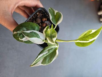 Epipremnum manjula plant beschikbaar voor biedingen