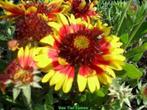 Vasteplant Gaillardia Kobold kokardebloem, Ophalen of Verzenden, Zomer, Overige soorten, Volle zon