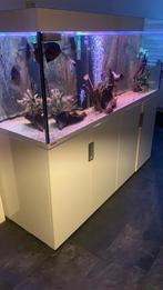 Eheim incpiria aquarium, Dieren en Toebehoren, Vissen | Aquaria en Toebehoren, Ophalen of Verzenden, Zo goed als nieuw, Gevuld zoetwateraquarium