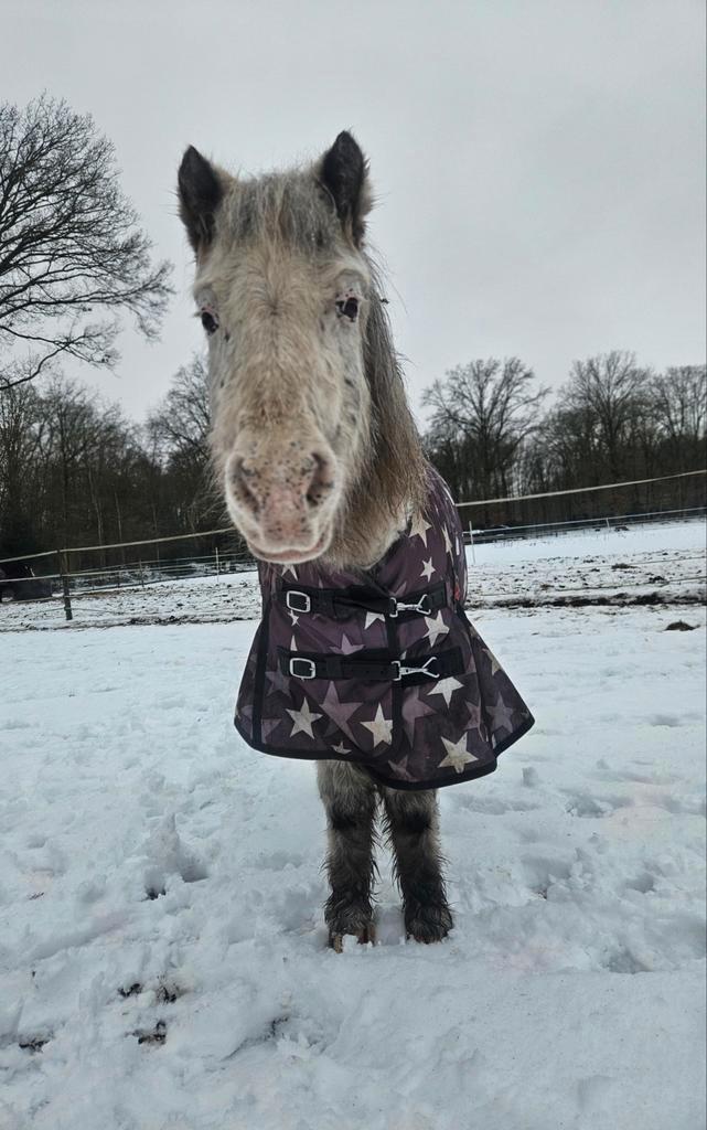 Lease pony B pony, Dieren en Toebehoren, Stalling en Weidegang