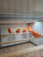 5 rode kanaries mannen, Mannelijk, Zangkanarie