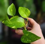 Epipremnum golden pothos, Huis en Inrichting, Kamerplanten, Ophalen of Verzenden, Overige soorten, Minder dan 100 cm