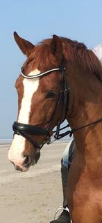 Recreatie paard zoekt 5 sterren huis, Dieren en Toebehoren, Paarden, ZZ, 175 cm of meer, Gechipt, Ruin