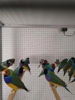 Gouldamadine, Meerdere dieren, Tropenvogel, Geringd