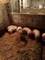 Te koop mooie scharrel biggen verschil gekruiste pietrain, Dieren en Toebehoren, Schapen, Geiten en Varkens, Schaap