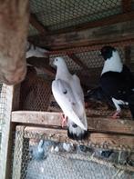 sierduiven, Dieren en Toebehoren, Vogels | Duiven, Meerdere dieren, Overige soorten