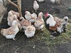 TKP: Prachtige Faverolles kuikens 21 jan geboren...., Dieren en Toebehoren, Meerdere dieren, Kip