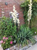 Mooie tuinplant! Met witte bloemen elk jaar!, Zomer, Overige soorten, Ophalen, Volle zon