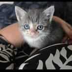 Boerderij Kittens - Grijs/Rood/Zwart, Dieren en Toebehoren, Katten en Kittens | Overige Katten