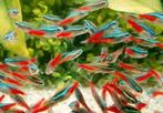 Neon tetra 10 voor 17.50, Dieren en Toebehoren, Vissen | Aquariumvissen, Vis, Zoetwatervis, Schoolvis