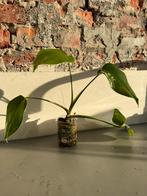 Div. Monstera var. Stekjes, Ophalen of Verzenden, Halfschaduw, Minder dan 100 cm