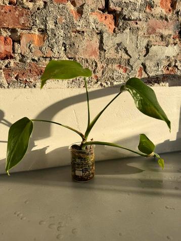 Div. Monstera var. Stekjes beschikbaar voor biedingen