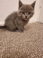 Kittens, Kater