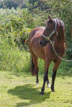 Top B pony, Dieren en Toebehoren, Pony's, Dressuurpony, L, B pony (1.17m tot 1.27m), 11 jaar of ouder