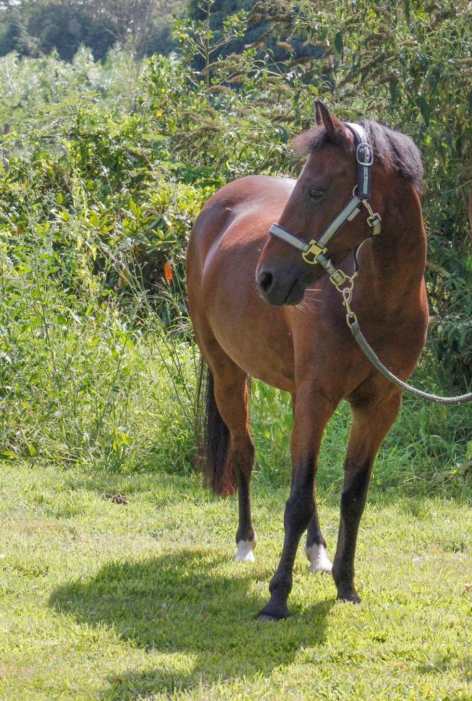 Gezocht!! Ruitertje voor lieve B pony!!, Dieren en Toebehoren, Pony's, Merrie, L, B pony (1.17m tot 1.27m), Dressuurpony, 11 jaar of ouder