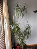 Kamerplant > 200 cm incl pot, Groene kamerplant, Ophalen, Overige soorten, 200 cm of meer