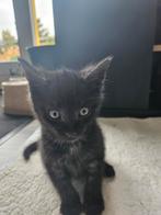 3 lieve zwart,grijs, witte kittens, Dieren en Toebehoren, Katten en Kittens | Overige Katten, Meerdere dieren