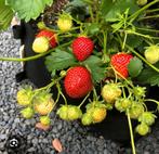 Te koop gevraagd, aardbeienplantjes, Tuin en Terras, Planten | Tuinplanten, Ophalen, Zomer, Volle zon