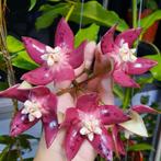 Hoya Imperialis Red hele plant, Verzenden, Overige soorten, Halfschaduw, Minder dan 100 cm