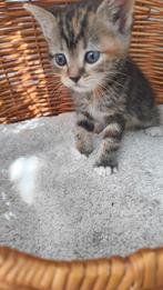 Kattenoppas aan huis, Dieren en Toebehoren, Ophalen, Nieuw