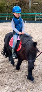 Lieve 9 jarige grote shetlanderruin te koop, Dieren en Toebehoren, Pony's, Ruin, B, A pony (tot 1.17m), 7 tot 10 jaar