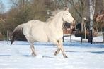 Bijrijder/verzorger gezocht voor lieve merrie (Drenthe), Ophalen
