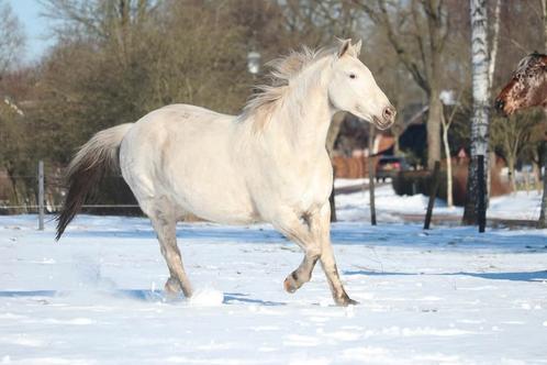Bijrijder/verzorger gezocht voor lieve merrie (Drenthe), Dieren en Toebehoren, Paarden en Pony's | Overige Paardenspullen, Ophalen