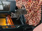 Goed huisje gezocht voor kitten van 14 weken, Dieren en Toebehoren, Katten en Kittens | Overige Katten, Poes