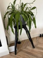 Plantentafel, gekocht bij Menno Kroon, Ophalen, Minder dan 55 cm, Zo goed als nieuw, 60 cm of meer