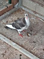 2 mooie nest jonge  kropper duiven, Dieren en Toebehoren, Meerdere dieren, Postduif