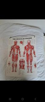 Anatomie Poster - Spierstelsel, Antiek en Kunst, Antiek | Schoolplaten, Ophalen of Verzenden, Natuur en Biologie
