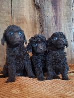 Leuke toy/dwergpoedel pups., Dieren en Toebehoren, Honden | Chihuahua's en Gezelschapshonden, Poedel, 8 tot 15 weken, CDV (hondenziekte)