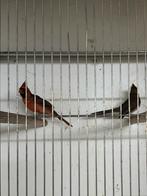 Roodkuif kardinaal koppel, Dieren en Toebehoren, Vogels | Overige Vogels, Meerdere dieren