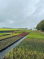 Prachtige tuinplanten - scherp geprijsd - ZATERDAG GEOPEND, Ophalen of Verzenden, Zomer, Overige soorten, Halfschaduw