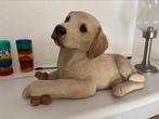 Beeld labrador pup, Ophalen