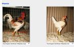 Oud engelse vechtkriel, Dieren en Toebehoren, Pluimvee, Vrouwelijk, Kip