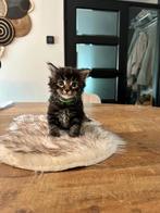 Maine coon kittens met stamboom en geteste ouders, Dieren en Toebehoren, Katten en Kittens | Raskatten | Langhaar, Meerdere dieren