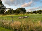 Hampshire down ooilammeren, Dieren en Toebehoren, Schapen, Geiten en Varkens, Vrouwelijk, Schaap, 0 tot 2 jaar