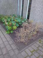 Tuinman/hovenier/tuinhulp gezocht/aangeboden
