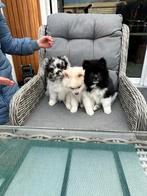 Laatste pup beschikbaar teddydog mini chowchow met stamboom, Dieren en Toebehoren, Overige rassen, 8 tot 15 weken, Parvo, Meerdere