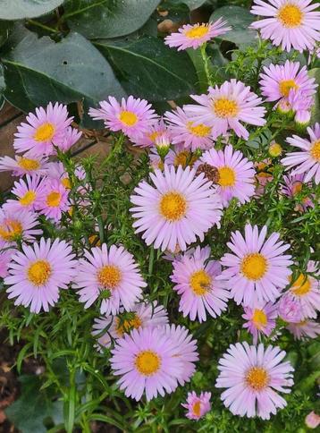 Gezocht herfstaster licht roze beschikbaar voor biedingen
