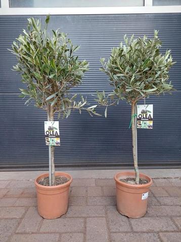 Olea Europaea - Olijfboompjes (2 voor € 30,-) beschikbaar voor biedingen