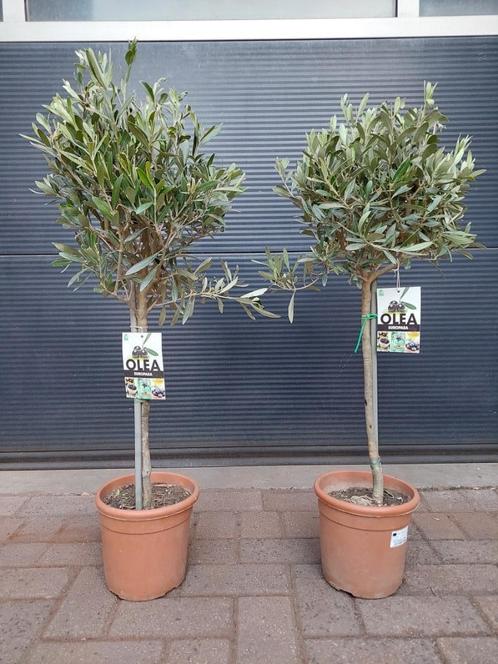 Olea Europaea - Olijfboompjes (2 voor € 30,-), Tuin en Terras, Planten | Bomen, Olijfboom, Minder dan 100 cm, Volle zon, Lente