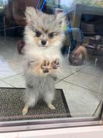 Pomeriaan pup, Dieren en Toebehoren, Honden | Chihuahua's en Gezelschapshonden, Overige rassen, 8 tot 15 weken, Teef, Eén hond